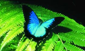 c30butterfly-list Thumbnail