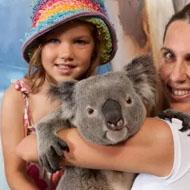 c30koala-list Thumbnail